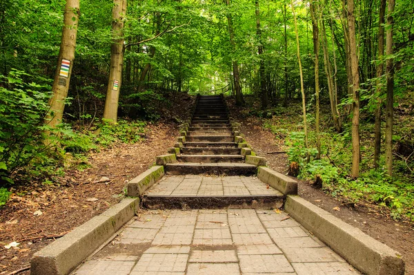 Ormanın içinde yükselen iz