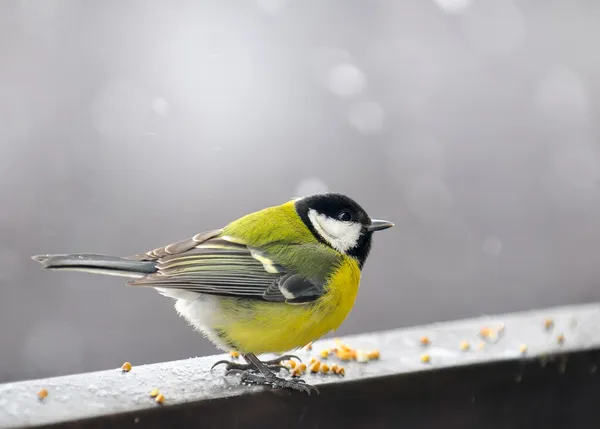 kuş tüyü kışın yemiş.