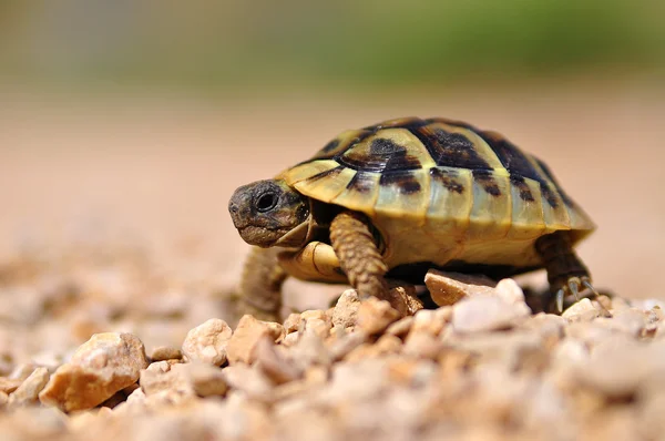 Tortugas en ambiente de piedra Fotos de stock