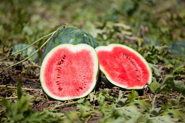 Watermelon growing — Stock Photo, Image