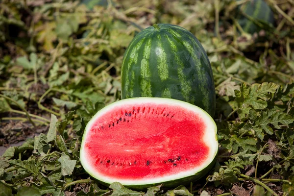 Watermelon growing — Stock Photo, Image