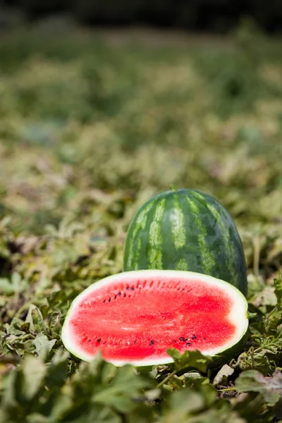 Watermelon growing — Stock Photo, Image