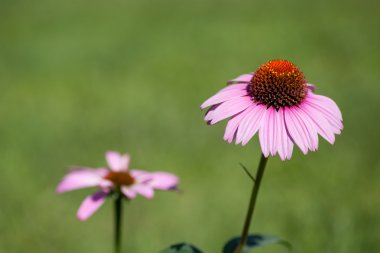 yeşil arka plan, Çiçek Bahçe güzellik çiçek