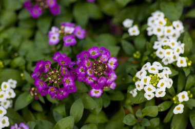 Yeşil yaprakları üzerinde beyaz ve mor çiçekler