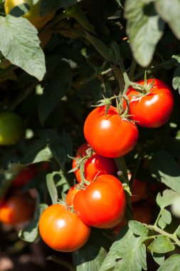 Serada toplanmaya hazır olgun domatesler.