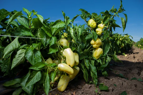 Close up of Capsicum plant with ripening fruits. Capsicum is also known as bell pepper, red pepper and green pepper — Stock Photo, Image