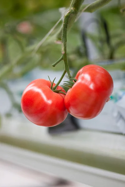Спелые помидоры готовы к сбору в теплице — стоковое фото