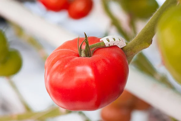 Ripe tomatoes ready to pick in a greenhouse — Stock Photo, Image