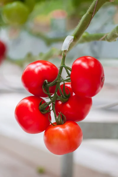 Tomates maduros listos para recoger en un invernadero — Foto de Stock
