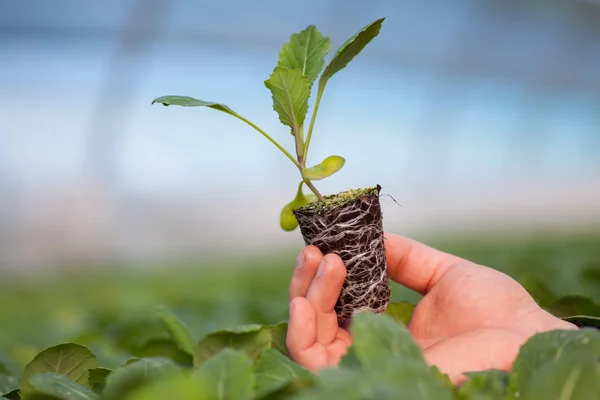 実生植物を持っている手します。 — ストック写真