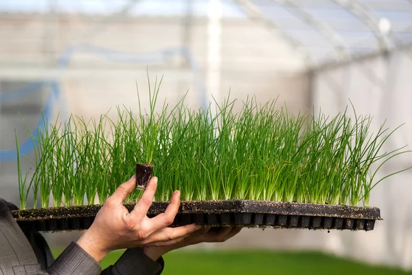 A tálca tőzeg cserepes palánta — Stock Fotó