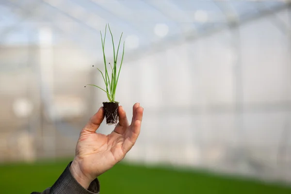 実生植物を持っている手します。 — ストック写真