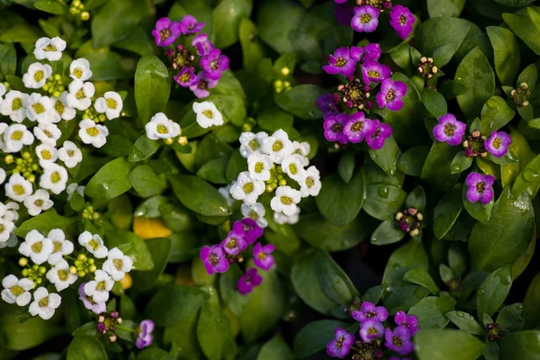 Flores blancas y moradas sobre hojas verdes —  Fotos de Stock