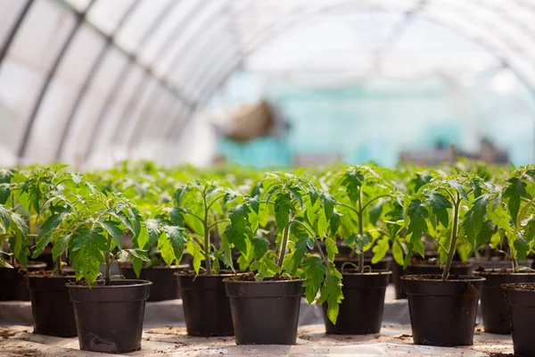 Seedlings potted in peat tray — Stock Photo, Image