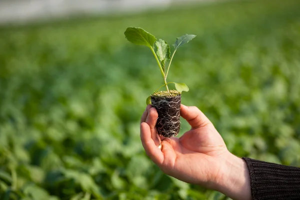 Hand holding seedlings — Stock Photo, Image