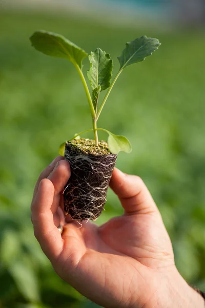 Hand holding seedlings — Stock Photo, Image