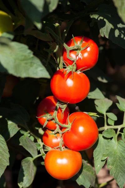 Ripe tomatoes ready to pick in a greenhouse — Stock Photo, Image