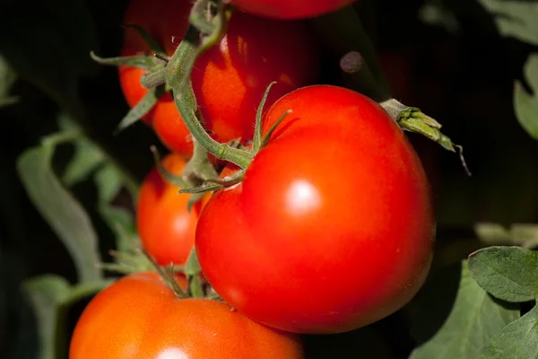 Tomates maduros listos para recoger en un invernadero — Foto de Stock