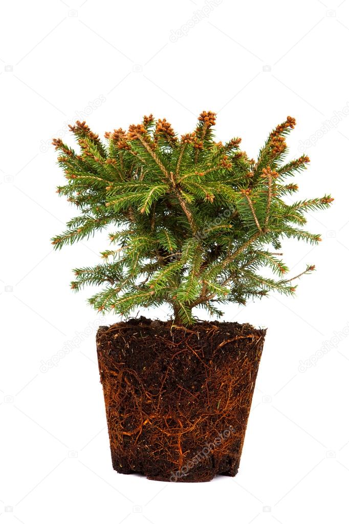 Spruce without pot with roots