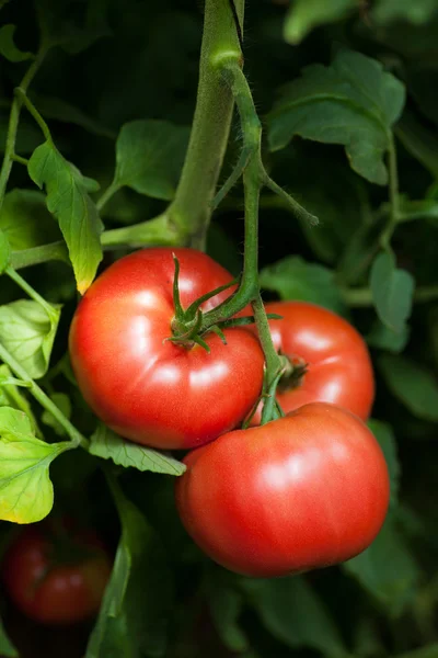 Tomates maduros listos para recoger en un invernadero — Foto de Stock