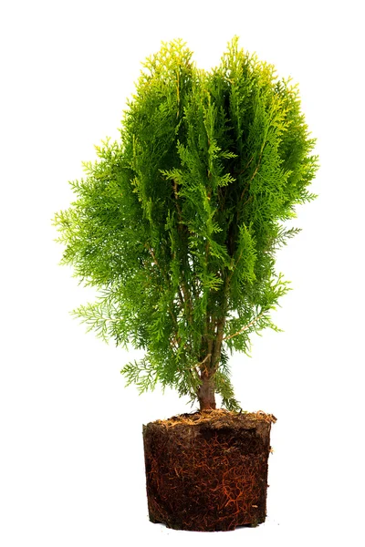 Thuja Conifer Sapling Tree in the pot isolated on white, with roots — Stock Photo, Image