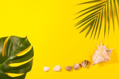 Canavar ve palmiye yapraklarının üst görüntüsü. Sarı arka planda deniz kabukları var. Plaj tatili kavramı, deniz turu, sıcak güneşli yaz. Reklam alanı