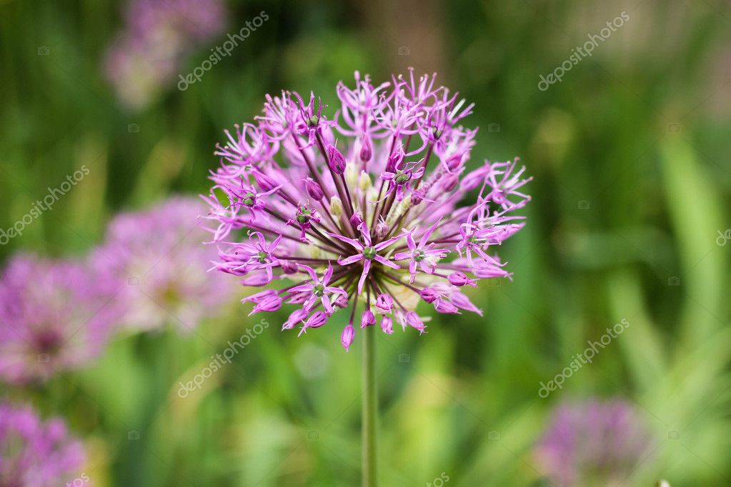 すべての美しい花の画像 トップ100 アリウム 花 すべての美しい花の画像 トップ100 アリウム 花