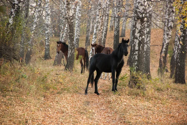 bir birchwood atları