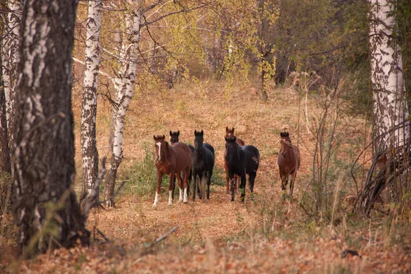 bir birchwood atları