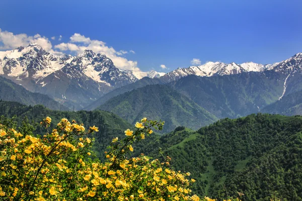 dağ bahar çiçekli bitkiler ile