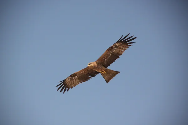 Pájaro grande Fotos de stock libres de derechos