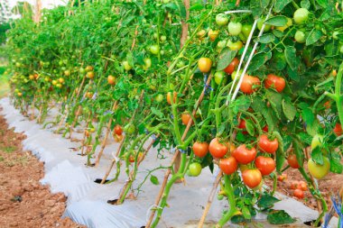 Organik domates çiftliği
