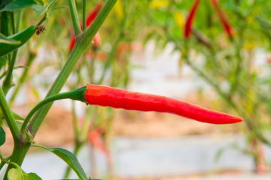 ağaç üzerinde taze biber