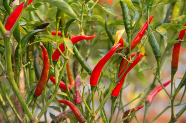 ağaç üzerinde taze biber