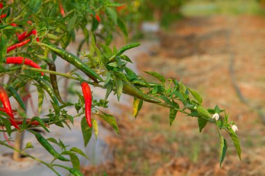 ağaç üzerinde taze biber