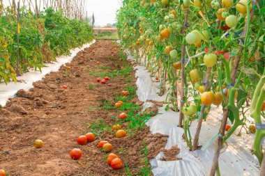 Organik domates çiftliği