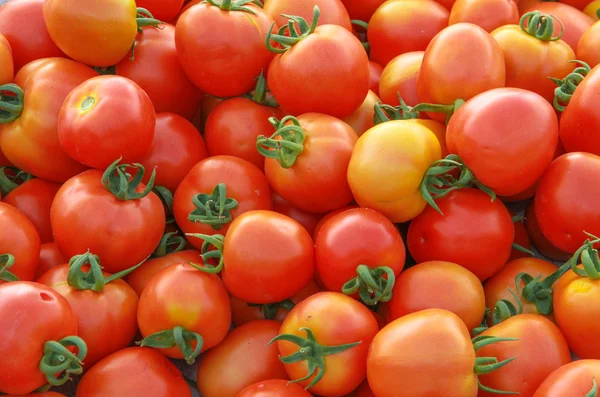 Gård till ekologiska tomater — Stockfoto