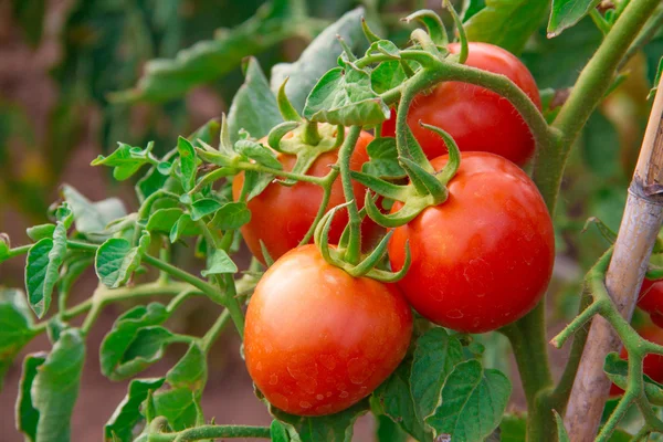 Gård till ekologiska tomater — Stockfoto