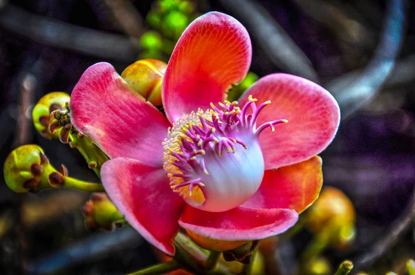 Flor de barbados Imagem De Stock