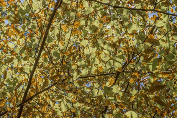Folhas Ficam Amarelas Outono Quando Primeiro Frio Chega Eles Ficam — Fotografia de Stock