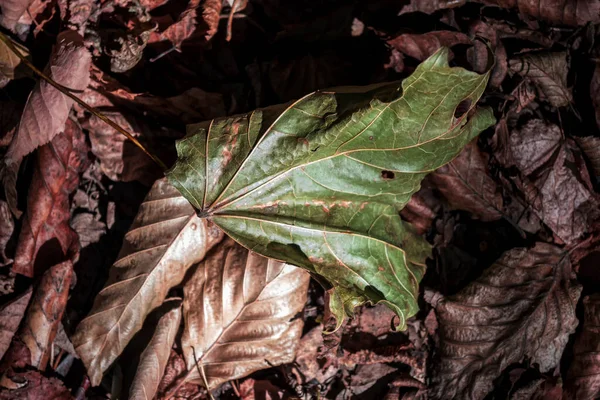 Folhas Ficam Amarelas Outono Quando Primeiro Frio Chega Eles Ficam — Fotografia de Stock