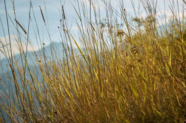 Güneş uzun çimlerin üzerinde parlıyor. Sarı çimenlerin soyut dokusu.