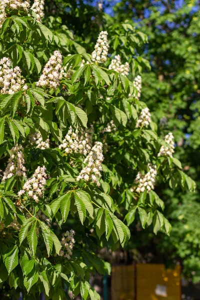Kyiv kestanesi çiçek açmış, Kyiv 'de bahar