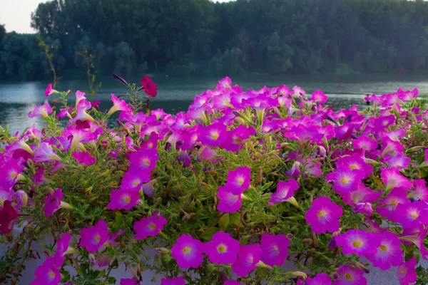 Naturaleza —  Fotos de Stock