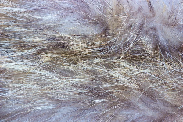 Natural fur — Stock Photo, Image