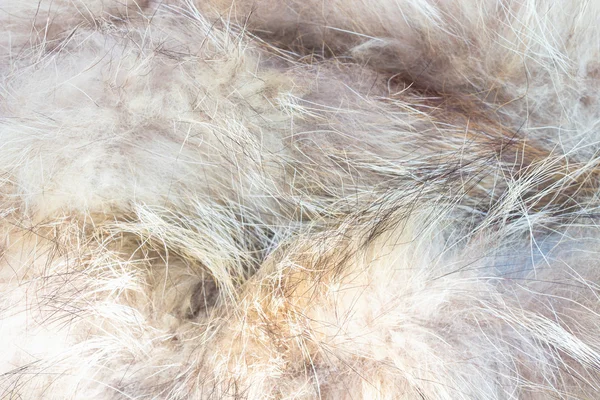 自然毛皮 — ストック写真