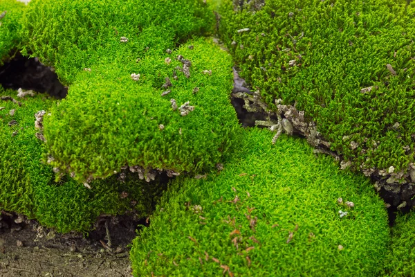 Groene mossen — Stockfoto