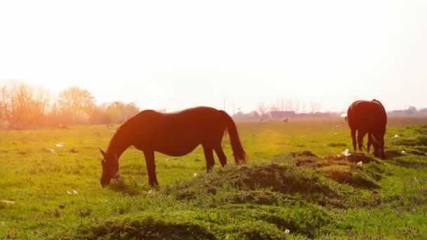 Cavalos em pasto — Vídeo de Stock