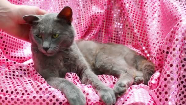 Gato azul ruso — Vídeo de stock