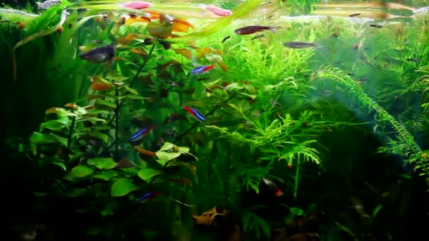 Exotisk fisk i akvarium — Stockvideo